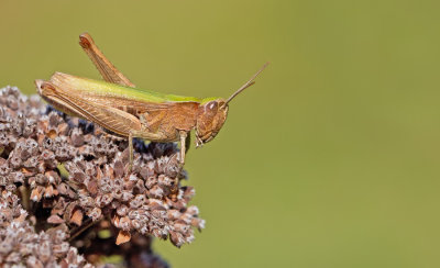 Steppe Grasshopper / Weidesprinkhaan