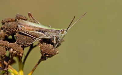 Steppe Grasshopper / Weidesprinkhaan