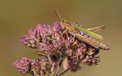 Steppe Grasshopper / Weidesprinkhaan