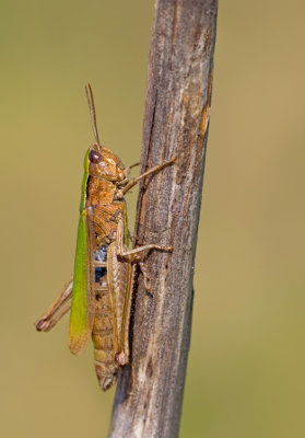 Steppe Grasshopper / Weidesprinkhaan