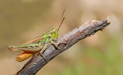 Lesser Toothed Grasshopper / Schavertje