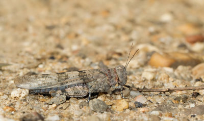 Blue-winged Sand Grasshopper  / Kiezelsprinkhaan