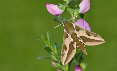 Spurge Hawk-moth / Wolfsmelkpijlstaart