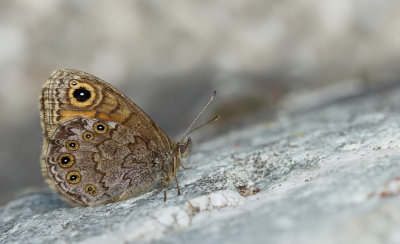 Northern Wall Brown / Kleine Rotsvlinder