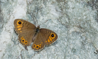 Northern Wall Brown / Kleine Rotsvlinder