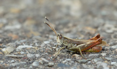 Rufous Grasshopper / Rosse Sprinkhaan
