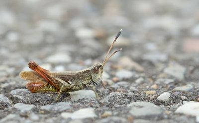 Rufous Grasshopper / Rosse Sprinkhaan