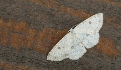 Cyclophora albipunctata / Berkenoogspanner 