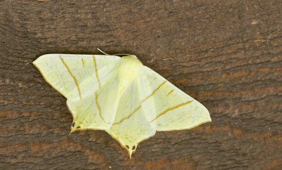 Swallow-tailed Moth / Vliervlinder