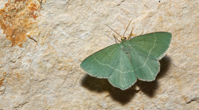 Chlorissa clorarias / Smaragdgroene zomervlinder