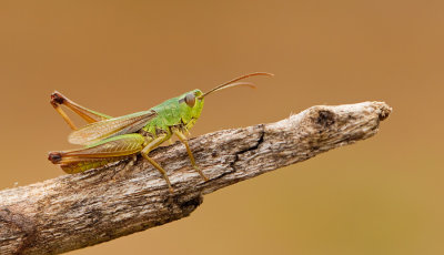 Meadow Grashopper / Krasser