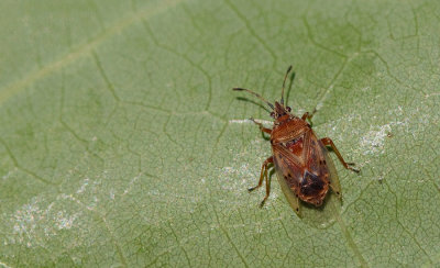 Kleidocerys resedae / Berkensmalsnuit 