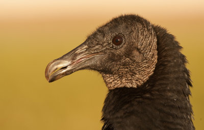 Black vulture / Zwarte gier