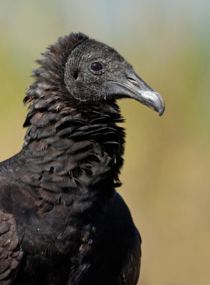 Black vulture / Zwarte gier