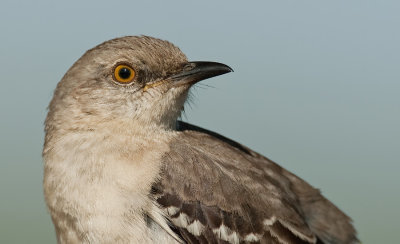 Northern mockingbird / Spotlijster