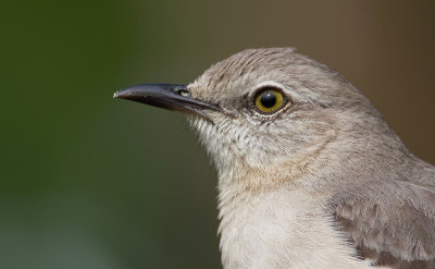 Northern mockingbird / Spotlijster