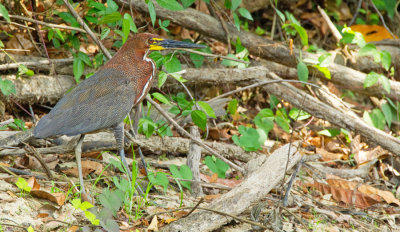 Rufescent Tiger-Heron / Rosse tijgerroerdomp