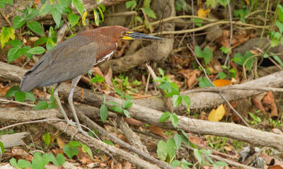 Rufescent Tiger-Heron / Rosse tijgerroerdomp