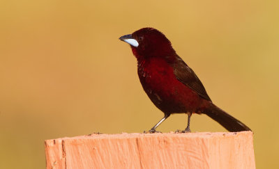 Silver-beaked tanager / Fluweeltangare