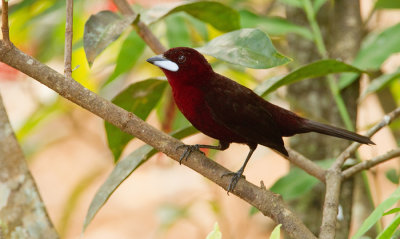 Silver-beaked tanager / Fluweeltangare