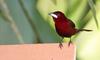 Silver-beaked tanager / Fluweeltangare