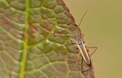 Notostira elongata / Bruine graswants 