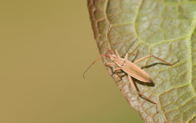 Notostira elongata / Bruine graswants 