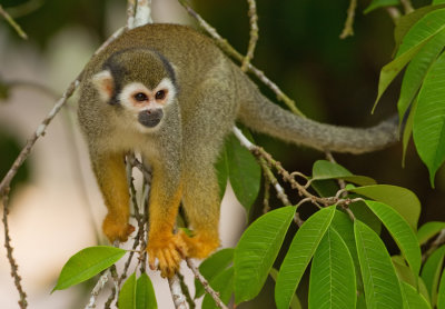 Common squirrel monkey / Grijsgroen doodshoofdaapje