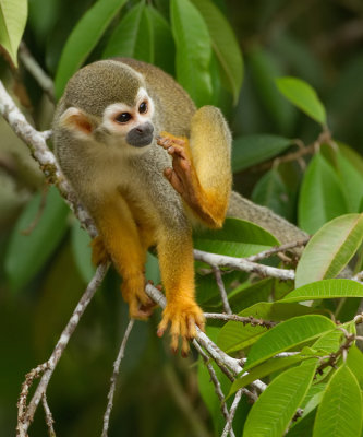 Common squirrel monkey / Grijsgroen doodshoofdaapje