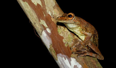 Rusty tree frog / Hypsiboas boans