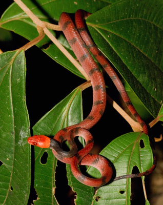 Tropical flat snake / Siphlophis compressus