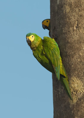 Red-bellied Macaw / Roodbuikara