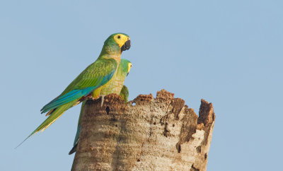 Red-bellied Macaw / Roodbuikara