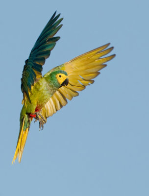 Red-bellied Macaw / Roodbuikara