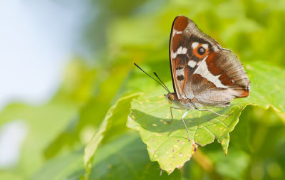 Purple Emperor / Grote Weerschijnvlinder