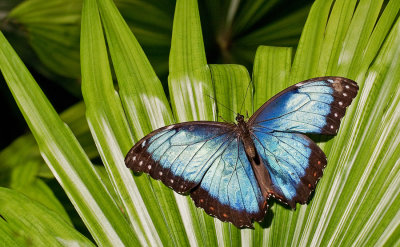 Lepidoptera of Suriname / Lepidoptera van Suriname