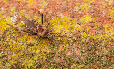 Western conifer seed bug / Bladpootrandwants