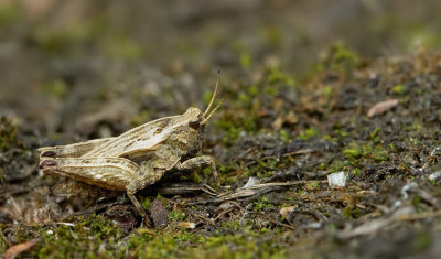 Common Ground-hopper / Gewoon doorntje