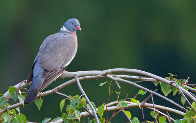 Woodpigeon / Houtduif
