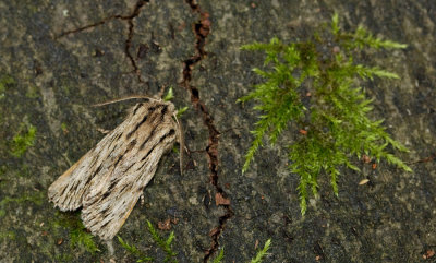 Asteroscopus sphinx / Kromzitter