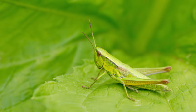 Small gold grasshopper / Kleine goudsprinkhaan