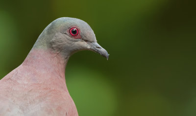Pale-vented Pigeon / Rosse duif