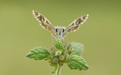 Sandy Grizzled Skipper / Turks spikkeldikkopje