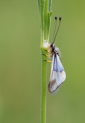 Ascalaphidae and Neuroptera
