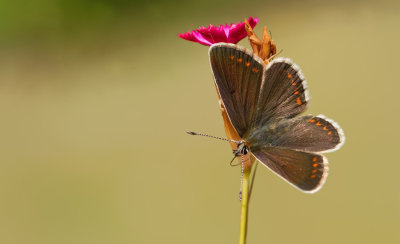 Northern Brown Argus / Vals bruin blauwtje