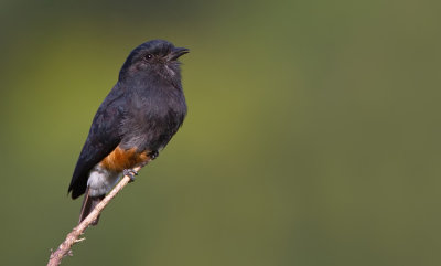Swallow-winged puffbird / Zwaluwbaardkoekoek