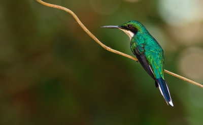 Black-eared Fairy / Zwartoorfeeënkolibrie