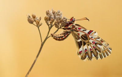 Southern Festoon / Zuidelijke pijpbloemvlinder