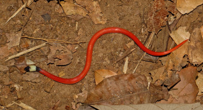 Pseudoboa coronata