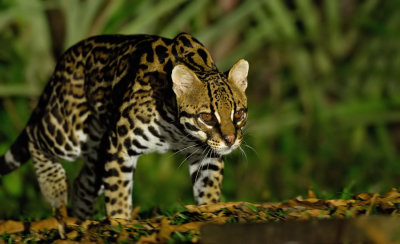 Ocelot 